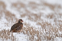 Red-legged partridge - A